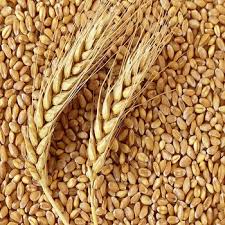 i am looking for Wheat Grain