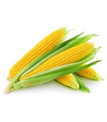 I am looking for Yellow Corn / Maize / Agriculture Grains