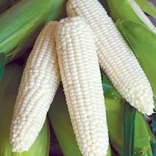 I am looking for Wte Corn