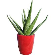 I am looking for Aloe Vera Seed/Plant supplier